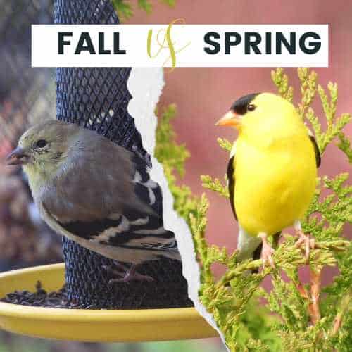 Photos of American goldfinch coloration in Fall vs Spring.