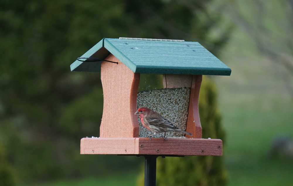 house finch perched on new feeder filled with safflower seed