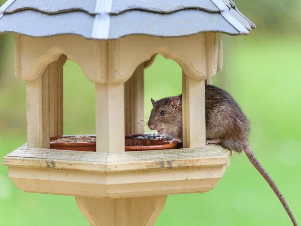 a rat on a bird feeder
