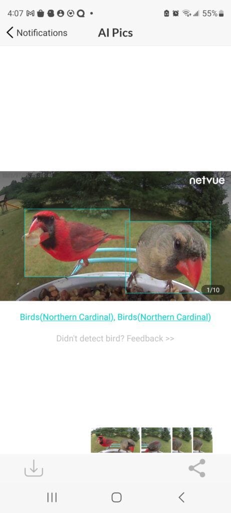 Netvue birdfy identifies cardinals