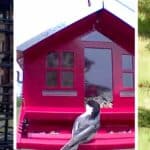 3 of the best squirrel resistant bird feeders in a collage