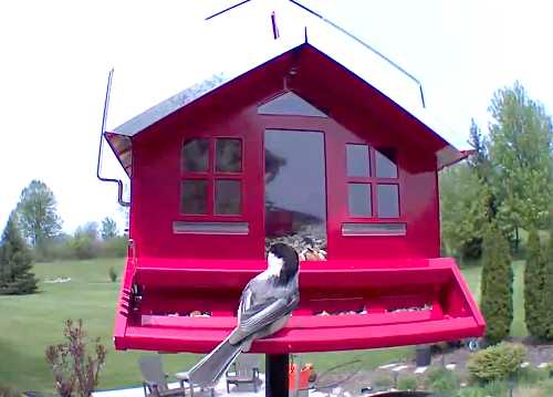 Black capped chickadee eating from a Perky-Pet Country House Squirrel Resistent Feeder