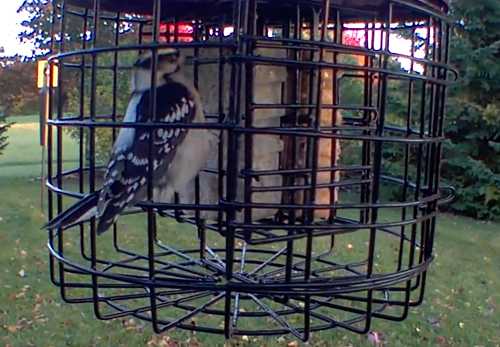 Downy woodpecker eating suet from Squirrel Stopper Round Squirrel Proof Suet Feeder