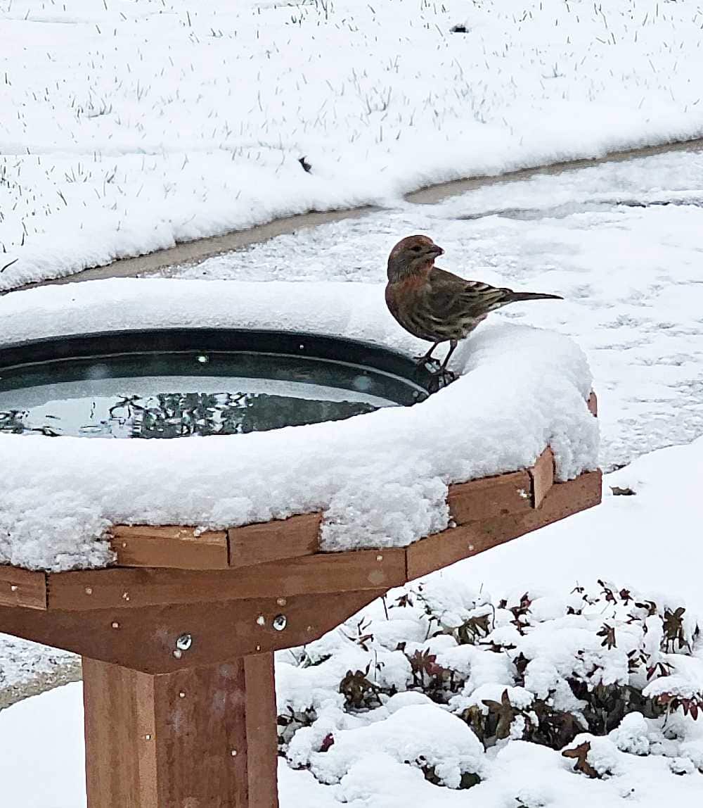 finch perched on heated birdbath
